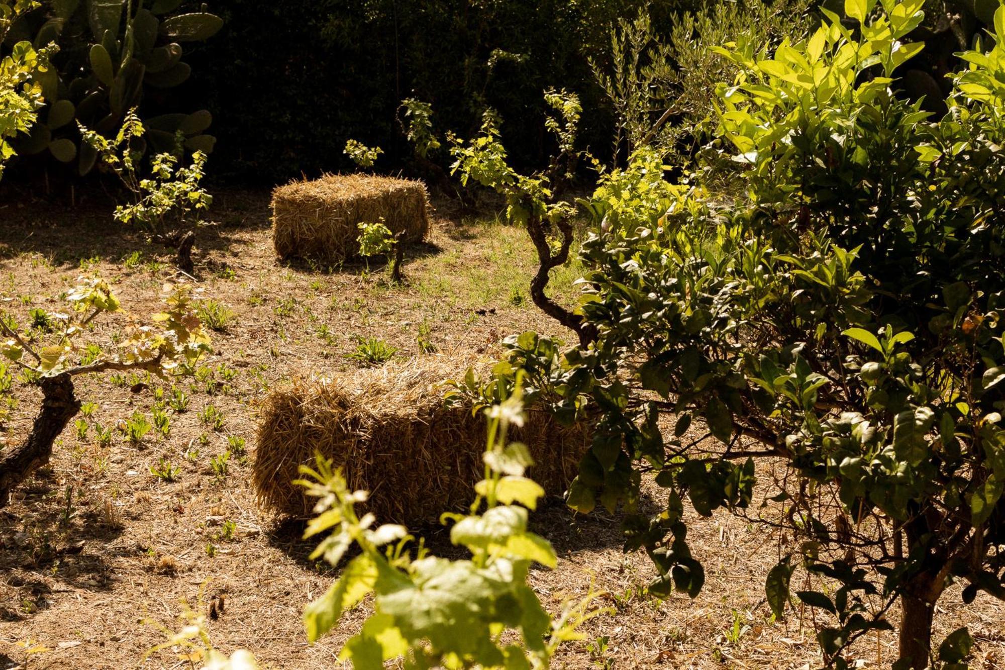 Casale Alle Vigne Nardò Buitenkant foto